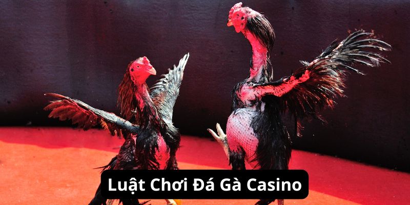 Luật chơi đá gà casino chuẩn xác tại nhà cái Jun88