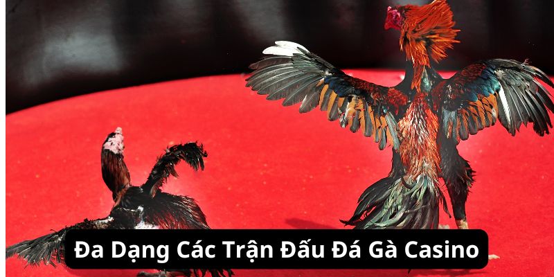 Đa dạng các trận đấu đá gà casino đỉnh cao