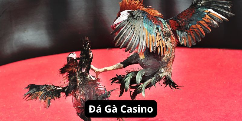 Giới thiệu hình thức cá cược đá gà casino online