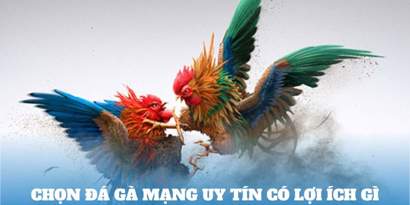 Chọn đá gà mạng uy tín có lợi ích gì