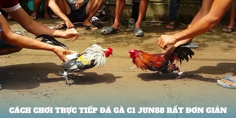 Cách chơi trực tiếp đá gà C1 Jun88 rất đơn giản