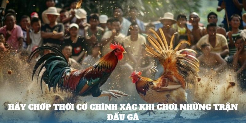 Hãy chớp thời cơ chính xác khi chơi những trận đấu gà